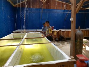 Brigadir David Sukses Bina Kelompok Tani Bibit Ikan