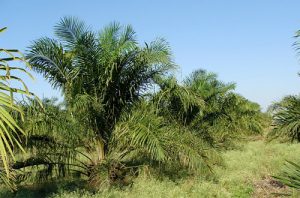 Liing Laporkan PBS PT. IPK Ke Polda Kalteng