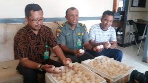BKSDA Berau Akan Tetaskan 600 Butir Telur Penyu Tangkapan Polres