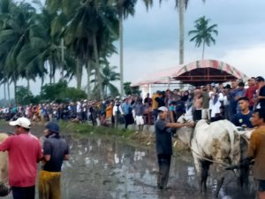 Anggota DPR RI, Rezka Oktoberia Hadiri Pacu Jawi di Taruko Koto Nan Gadang
