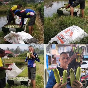 Lahan Tidur Disulap Jadi Ladang Emas, Panen Perdana Russirwan Banjir Pesanan.
