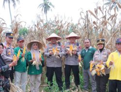Polres Payakumbuh Ikuti Panen Raya Serentak dan Gelar Pasar Murah untuk Warga.