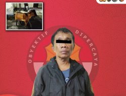 Residivis Asal Koto Panjang Dalam Dibekuk, Curi Kambing di Lamposi.